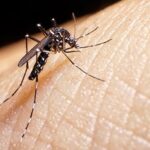 Si tienes alguno de estos síntomas, podría ser dengue
